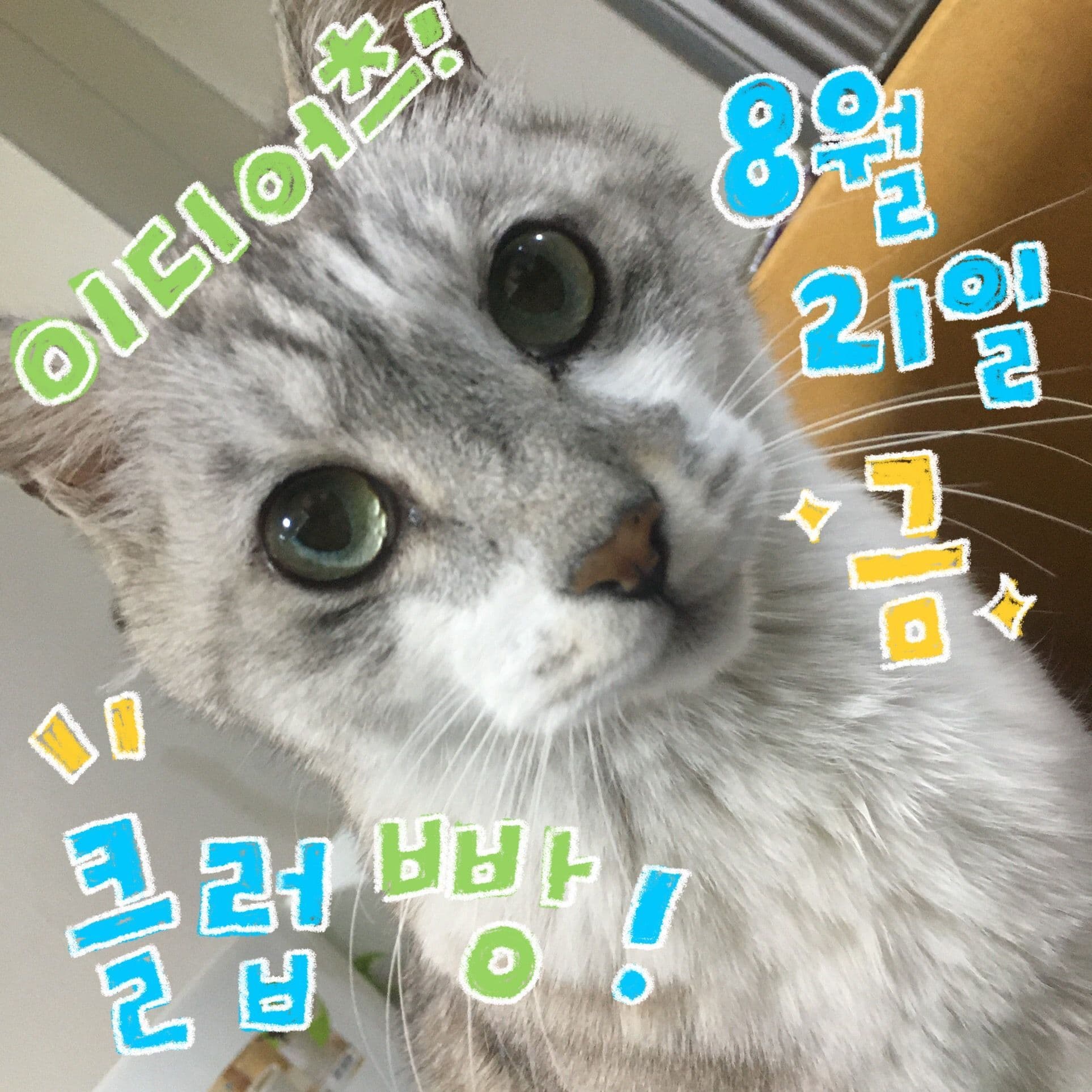 8월 빵 공연