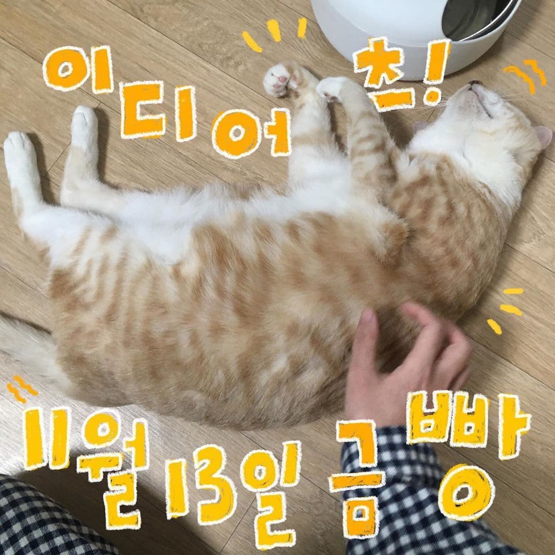 11월 빵 공연